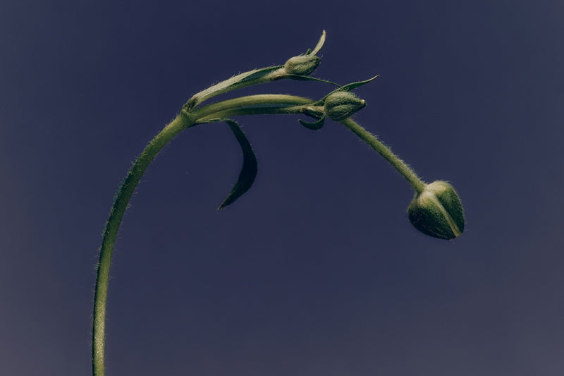 Those seeking a proven, natural approach