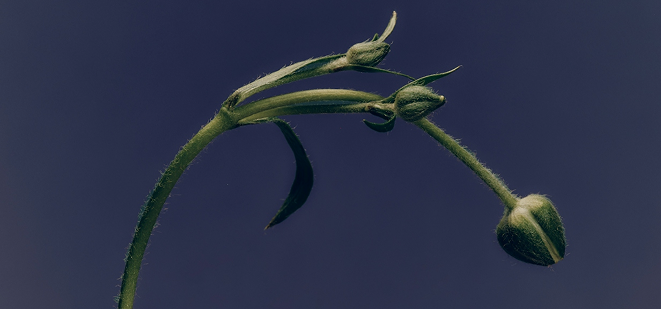 Men with erectile dysfunction